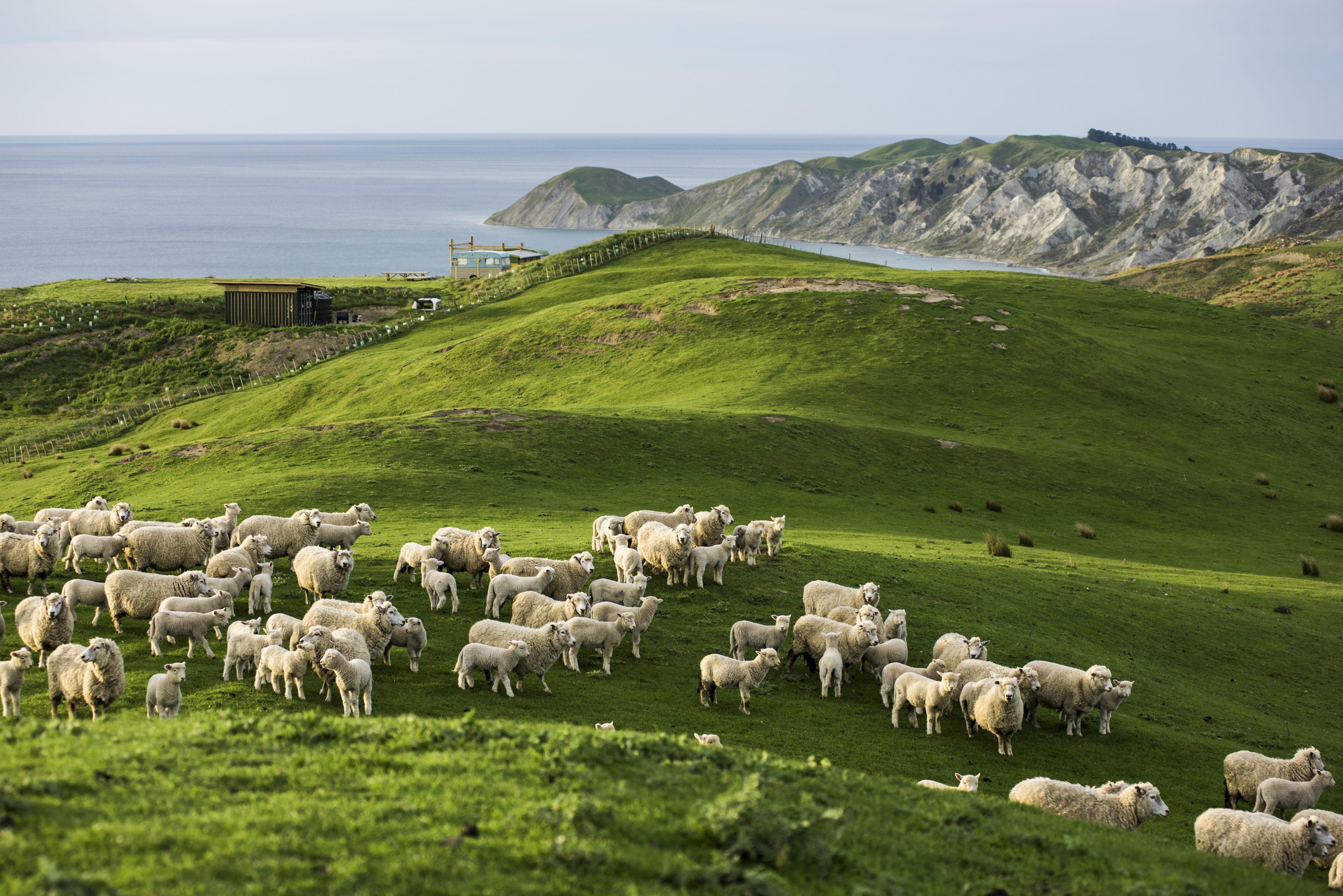 Sheep grazing on New Zealand coastal pastures